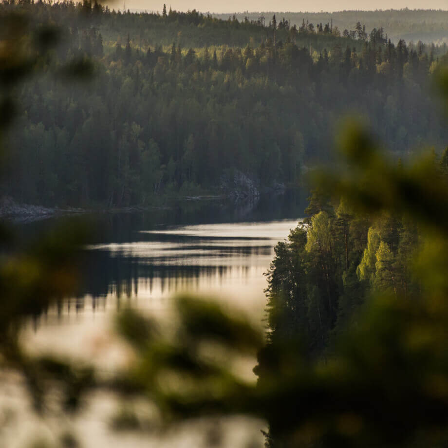 Forests of Karelia